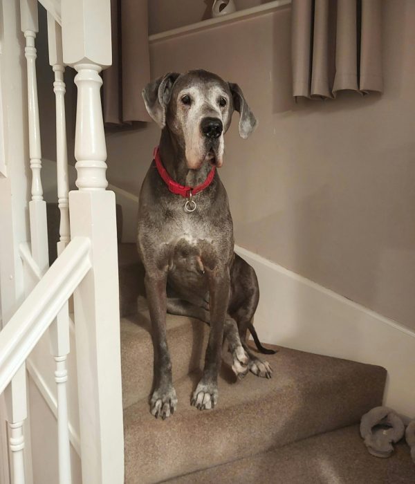 pexels-carlos-o-168236800-17302164